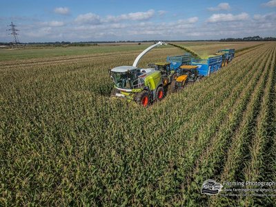 Maize harvesting