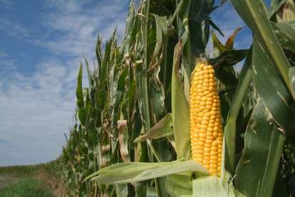 Maize