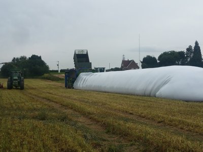 Rye corn wholecrop