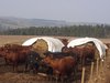 Show cows feeding