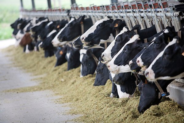 Cows Feeding